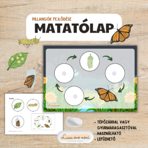 A pillangók fejlődése - matatólap