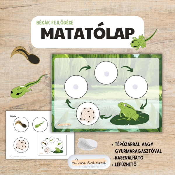 A békák fejlődése - matatólap
